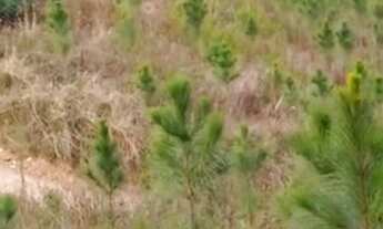 Imagem 6: Vendo chácara em Quatro barras pr