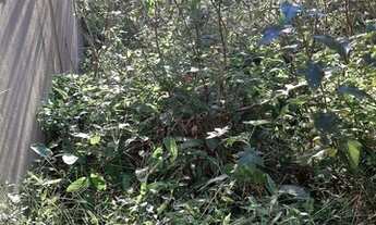 Imagem 5: Porto Alegre - Terreno Padrão - Rio Branco