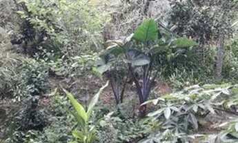 Imagem 3: Vende-se terreno com casa em Guaramirim