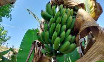 Imagem 3: Vende-se Linda Chácara, Ponte Alta Sul, Região do Gama, 20.000 metros