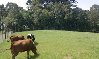 Imagem 7: Chácara no Umbará - Curitiba/PR