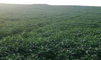 Imagem: Ótima fazenda em Tocantins