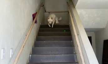 Imagem 6: Conjunto dos Ypes roxo