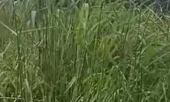 Imagem 3: Sitio 50.000 M²...25 minutos Major Prates/Permuta por imóvel Urbano!!