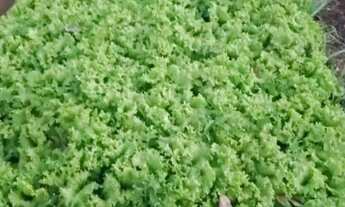 Imagem 2: SÃO JOSÉ DE ALMEIDA vendo SÍTIO 2000m² terras planas e produzindo COND. FECHADO em JABOTI