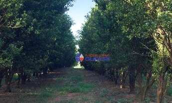 Imagem 4: Sítio com 6 dormitórios à venda, 587092 m² por R$ 5.800.000,00 - Zona Rural - Álvares Flor