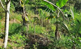 Imagem 6: Vendo pequeno sítio em Nazaré das farinha