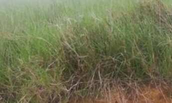 Imagem 2: Vendo terreno no horto