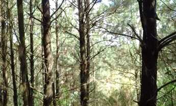 Imagem 7: Porto Alegre - Terreno Padrão - Lomba Do Pinheiro