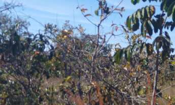 Imagem 3: Fazendinha 5 Hectares a 16k de 3 Marias