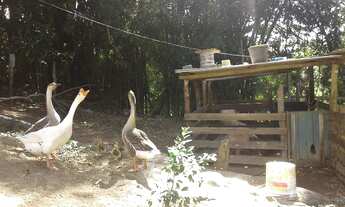 Imagem 6: Fazenda a 1h30 de Juiz de Fora - MG