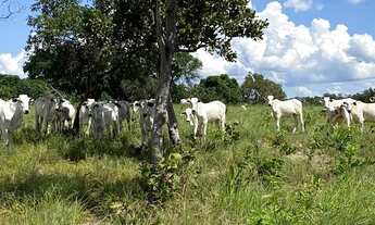 Imagem 6: Fazenda a venda Fazenda / sítio com venda por R$2.700.000