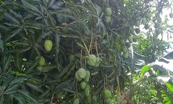 Imagem 2: Vendo chácara Corumbá 4.