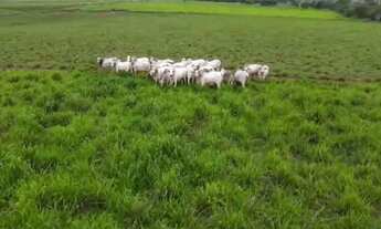 Imagem 2: Fazenda em Tocantins