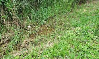 Imagem 3: Sítio 10.000 metros em Cosmopolis