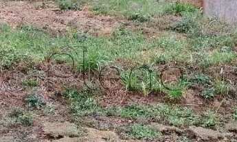 Imagem 3: Terreno à venda em Campinas, Parque Rural Fazenda Santa Cândida, com 381 m²