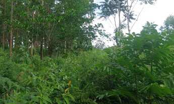 Imagem 2: Chácara com 2.000 metros no Morro Grande em Rolante