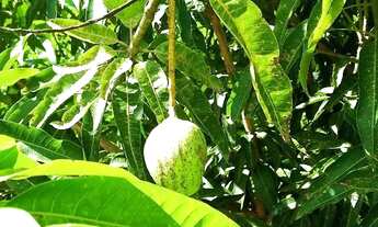 Imagem 2: Terreno fundo rio Paranapanema top!