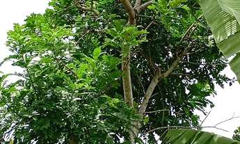 Imagem 6: Sítio Elísio Medrado-BA, CASA REFORMADA