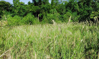 Imagem 3: Chácara de 10.000,00 m2 com nascente dentro do perímetro urbano em Ibiporã