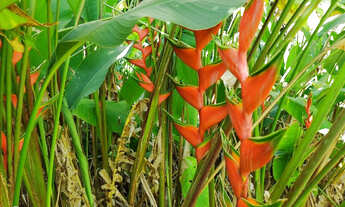 Imagem: Chácara de 10.000,00 m2 com nascente dentro