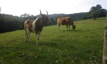 Imagem 4: Porto Alegre - Sítio - Lami