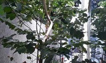 Imagem 6: SOBRADO - BROOKLIN - SP