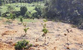 Imagem 4: Lote com mil metros quadrados