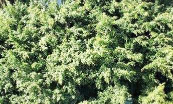 Imagem: APARTAMENTO - JARDIM AMÉRICA - SP