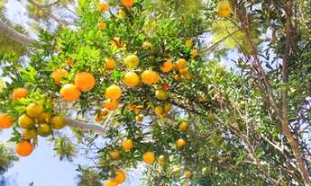 Imagem 4: Fazenda 3.5 Alqueires Municipio Jaragua