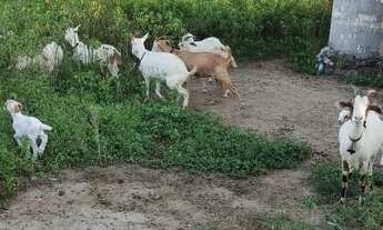 Imagem 4: Fazenda Lázaro 190 Hectares