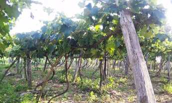 Imagem 5: Sítio com 3 dormitórios à venda, 40000 m² por R$ 750.000,00 - Bom Retiro - Porto Feliz/SP