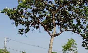 Imagem 6: VENDE-SE LOTE EM MATEUS LEMES 12 P/ 36