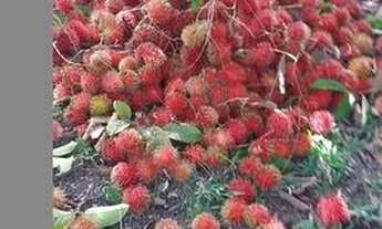 Imagem 7: Sítio - À 3km do rio preto