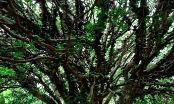 Imagem 4: Vendo Chácara próximo ao Gama