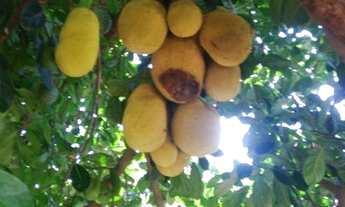 Imagem 5: Terreno 300m2 - Pindamonhangaba/SP - 100% correto