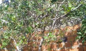 Imagem 6: Terreno em Camaçari atrás da fábrica oboticario