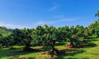 Imagem 6: SÍTIO - MORRO DAS PEDRAS - SP