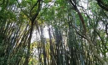 Imagem 3: Sítio dos sonhos, 2,5 hectares com fundos para lagoa em Águas Claras