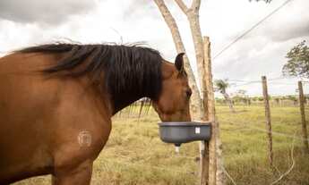 Imagem 4: Haras Chácara com venda por R$1.200.000