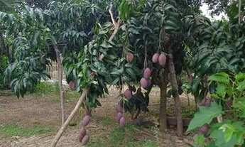 Imagem 6: Vendo chácara Corumbá 4.