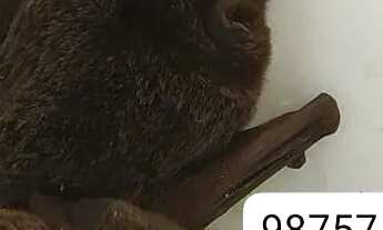 Imagem 3: Dedetizacao profissional orçamento gratuito