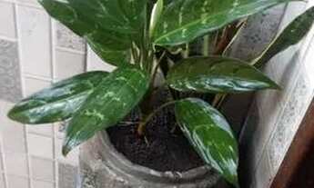 Imagem 6: Alugo Quarto no Gárcia