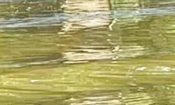 Imagem 2: PESQUEIRO BEIRA DO RIO - BARÃO DO MELGAÇO