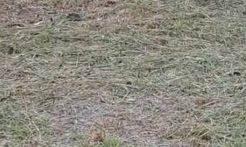 Imagem 5: TERRENO NO IRANDUBA