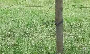 Imagem 2: Chácara de 7 Alqueires em Heitoraí-GO