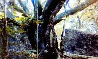 Imagem 6: Lindo Sítio de 37 hectares.!!! st483