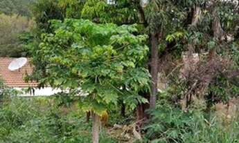 Imagem 4: TERRENO - PARQUE FLORENCE - SP