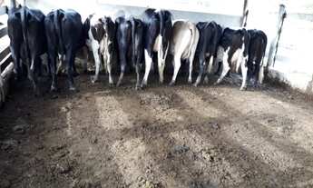 Imagem: Fazenda 3.5 Alqueires Municipio Jaragua