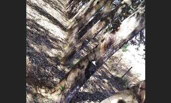 Imagem 2: Sitio 8,5 Alq. com 3000seringueira -2km de Buritama R$1.200.000